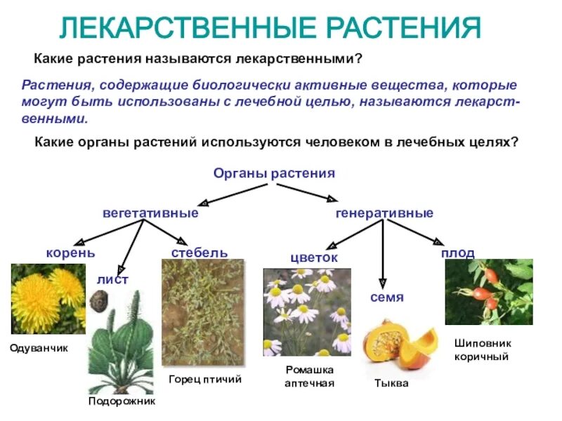 Человек получает от растений. Биологически активные вещества лекарственных растений. Лекарственные растения. Лечебные растения. Лекарственные растения перечислить.