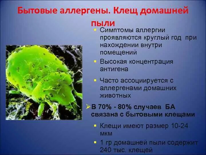 Пыль симптомы. Домашняя пыль аллерген. аллергия на клещей домашней пыли.