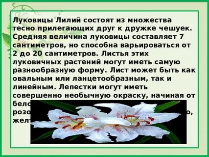 Сочинение описание цветка 2 класс