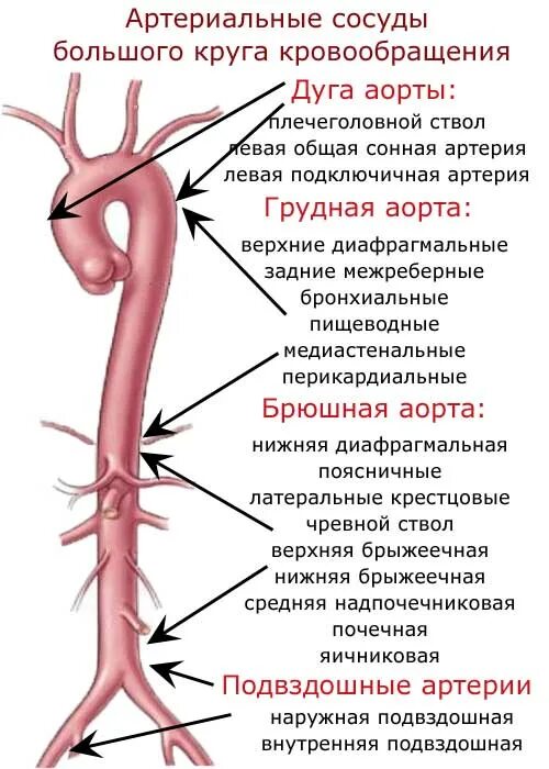 Схема кровоснабжения от аорты. Большой круг кровообращения Сонная артерия. Артерии большого круга кровообращения схема. Отделы аорты сосуды дуги аорты.