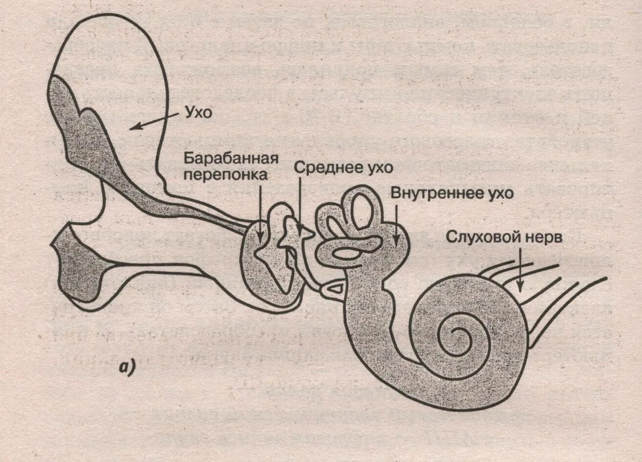 Ухо человека способно улавливать звук с частотой. Схема восприятия звука. Схема восприятия звука ухом человека. Строение уха. Восприятие звука ухом.