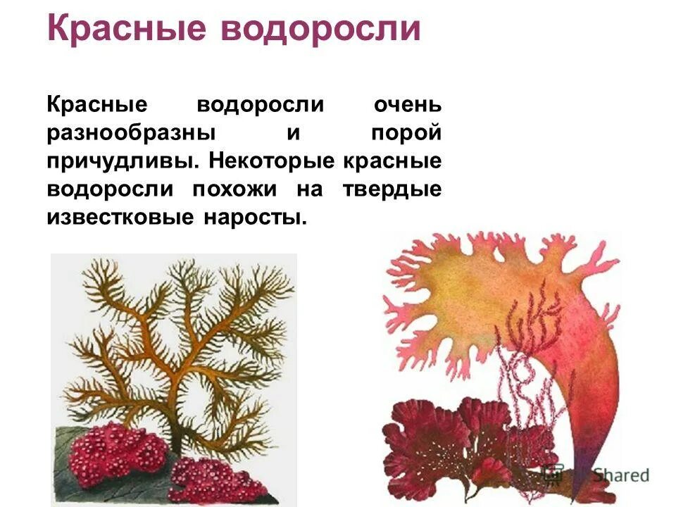 Красные и синие водоросли. Клетки красных водорослей. Красные известковые водоросли. Красные водоросли содержат. Хлорофилл красных водорослей.