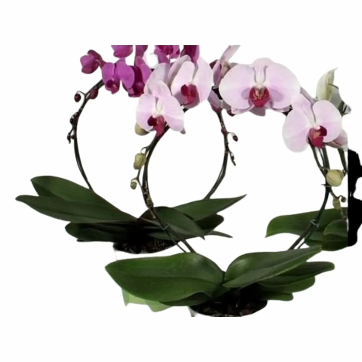 Орхидея купить в оренбурге. Фаленопсис Каскад. Орхидеи в Леруа Мерлен. Орхидея Элегант Каскад. Фаленопсис Merlin.