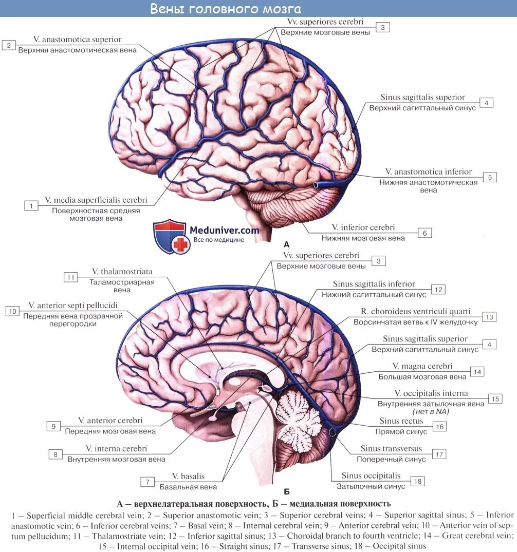 Отток головного мозга. Глубокие вены мозга анатомия. Большая Вена головного мозга.