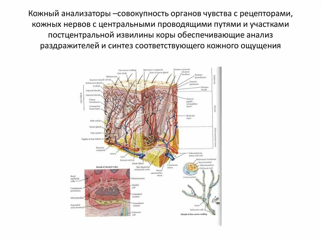 Назовите органы чувств почему павлов рецепторы органов. Кожа строение и функции кожный анализатор. Анатомия структура кожного анализатор. Строение кожного анализатора анатомия. Функции кожно мышечного анализатора.