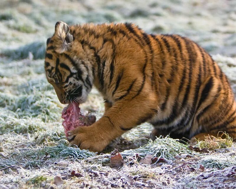 Тигр есть мясо. Тигр ест рыбу.