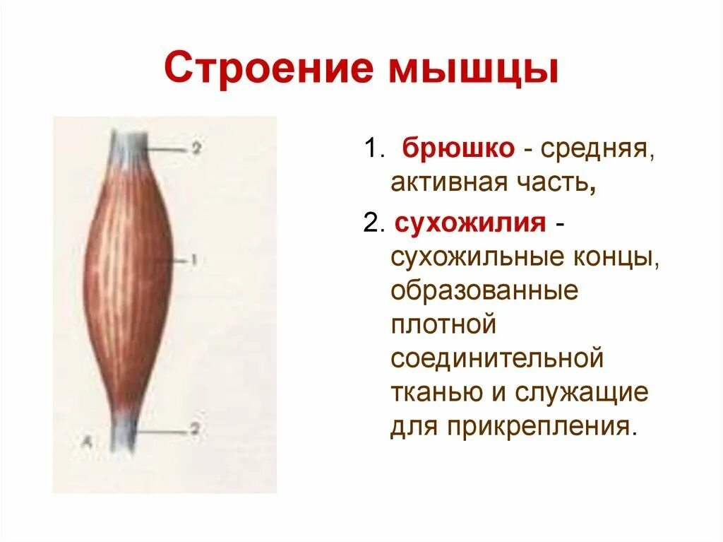 Соединительная мышца. Строение мышцы брюшко сухожилие. Строение скелетной мускулатуры схема. Строение скелетной мышцы вид сбоку. 1. Строение скелетной мышцы.