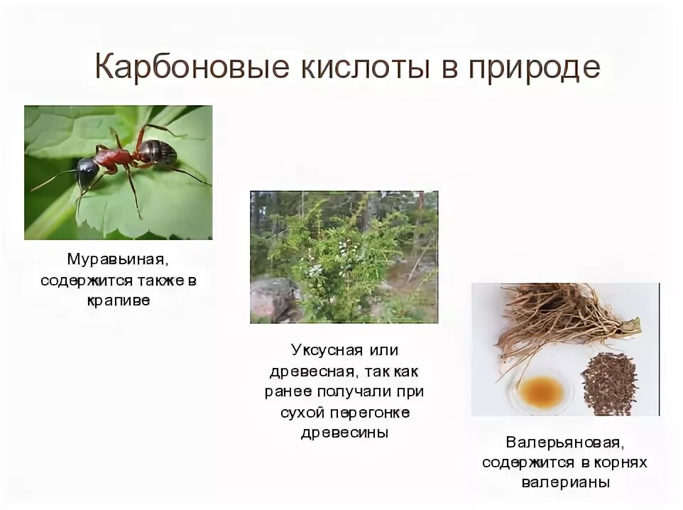 Карбоновые кислоты содержатся. Карбоновые кислоты в природе. Нахождение в природе карбоновых кислот. Природные карбоновые кислоты. Распространение карбоновых кислот в природе.