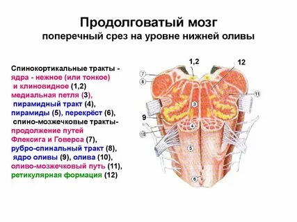 Ядра продолговатого