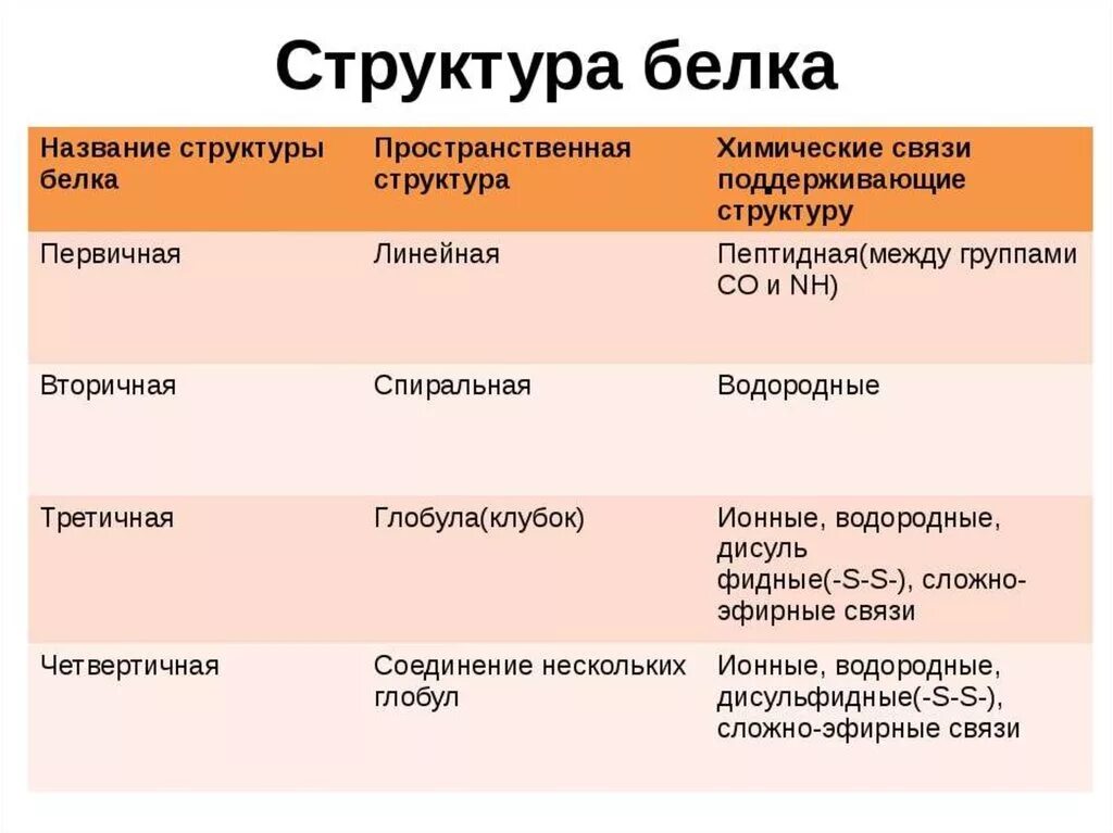 Первичная структура белка мономер. Вид химической связи первичной структуры белка. Химические связи первичной структуры белка. Химические связи поддерживающие первичную структуру белка. Первичная структура белка Тип химической связи.