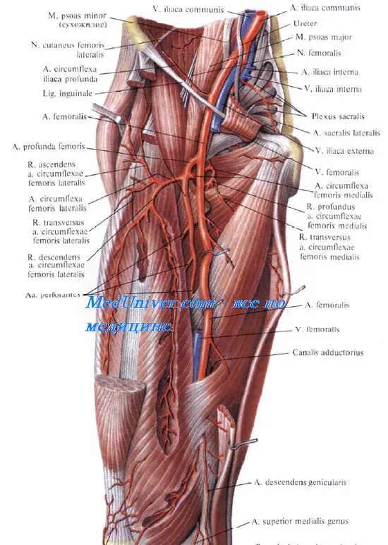 A. femoralis – бедренная артерия. Canalis adductorius стенки. Canalis adductorius femoris стенки.