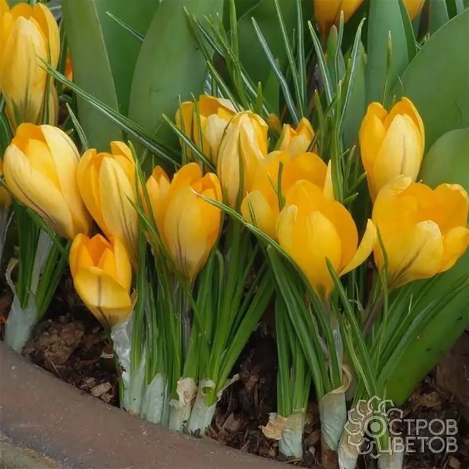 Crocus blossoms in spring free image download