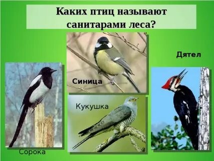 Какие птицы являются