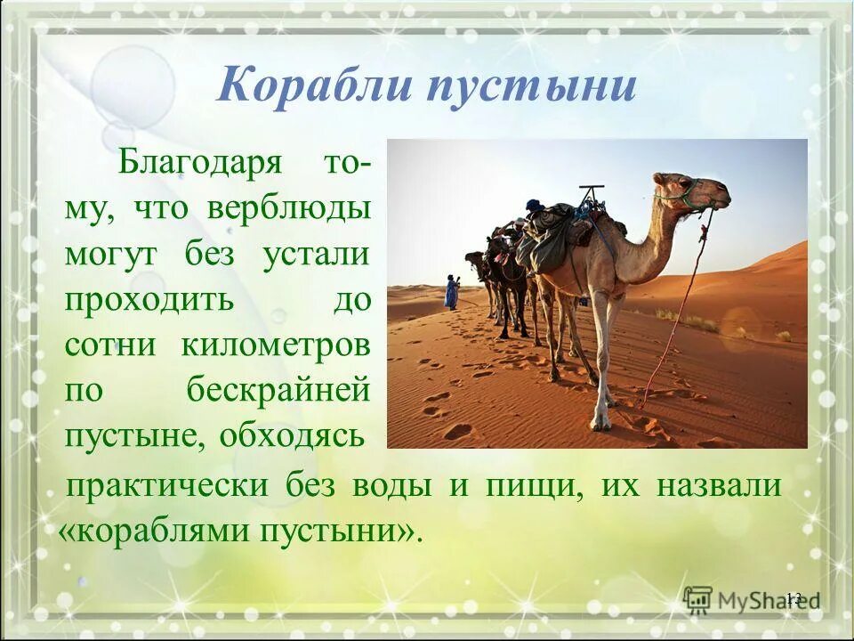детёныш верблюда. какие животные называют корабль пустыни. какое животное называется кораблем пустыни. какое животное люди назвали кораблем пустыни. верблюд в африке.