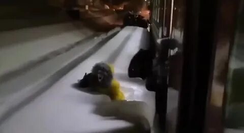 Кот которого высадили из поезда