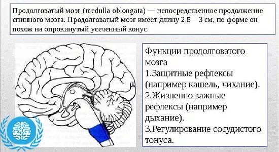 Каковы функции продолговатого. Функции продолговатого мозга. Функции продолговатого мозга человека. Функции продолговатого мозга кратко. Функции продолговатого мозга физиология.