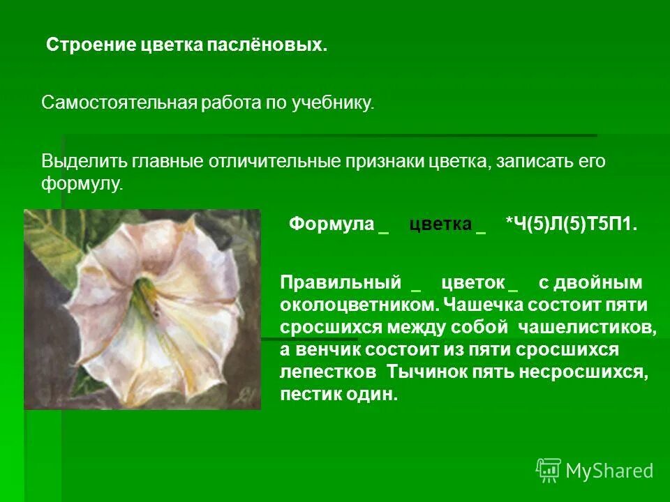 Особенности семейства пасленовых. Особенности строения пасленовых. Строение корня пасленовых. Корневая система пасленовых. Пасленовые семейство особенности строения вегетативных.