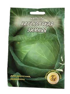 Лучшие сорта капусты для квашения на зиму