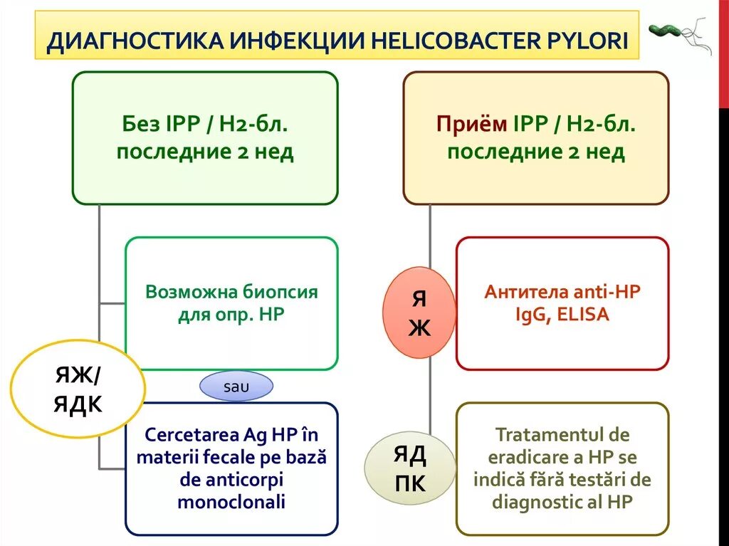 Хеликобактер анализ положительный что