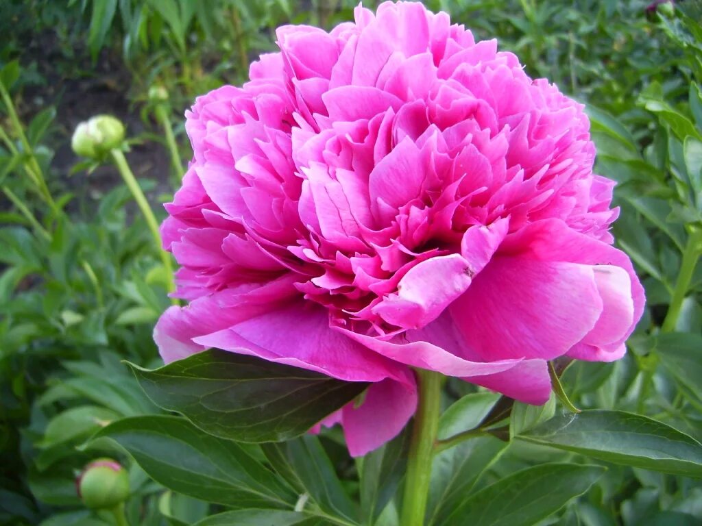 Пионы сорт название. Пион канзас. Пион молочноцветковый вог. Пион сорт пикассо. Пион mons.