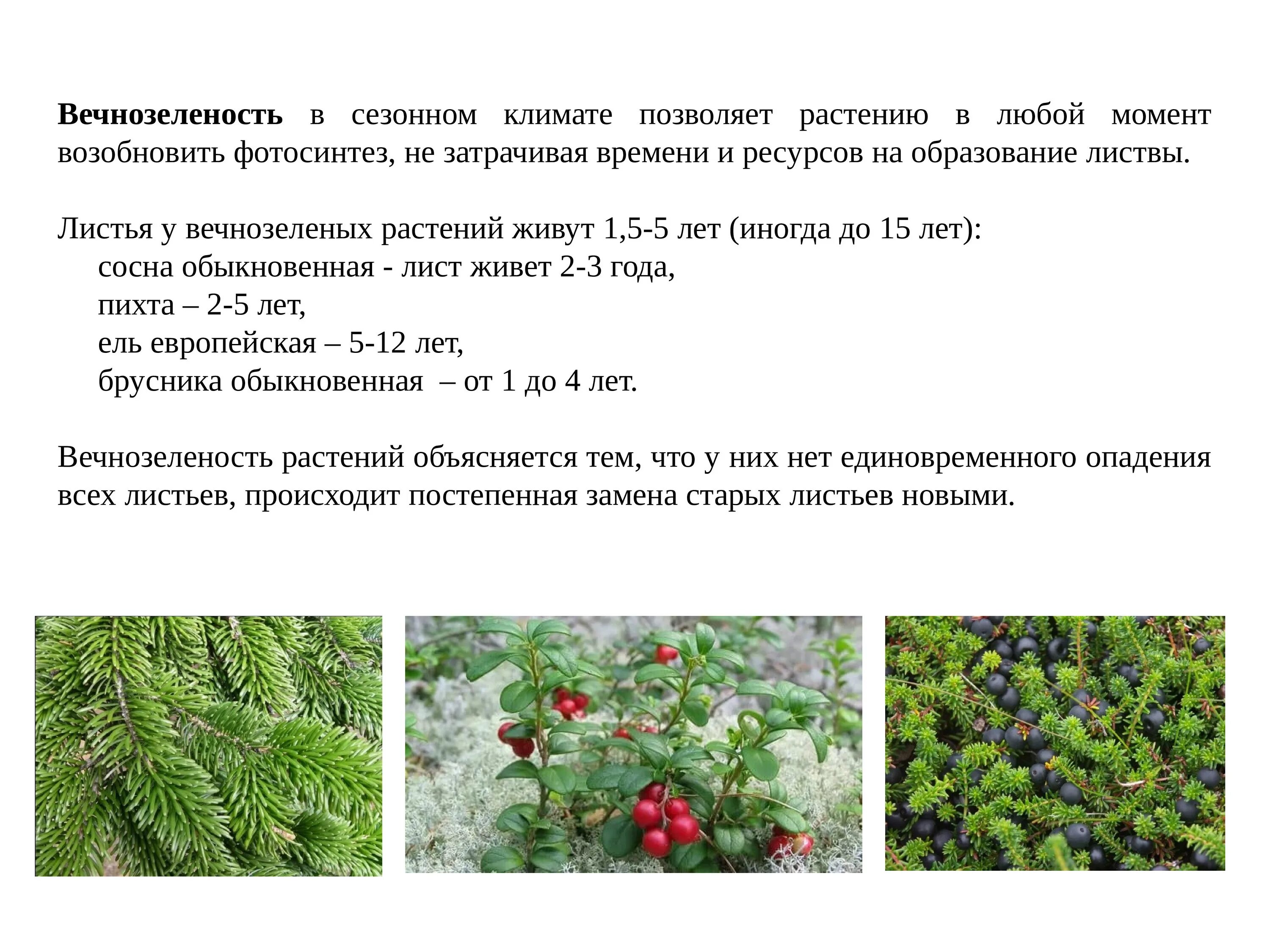 Сезонные растения. Вечнозеленое растение с листьями. Какое растение относится к вечнозеленым. Листопадные растения и вечнозелёные растения.