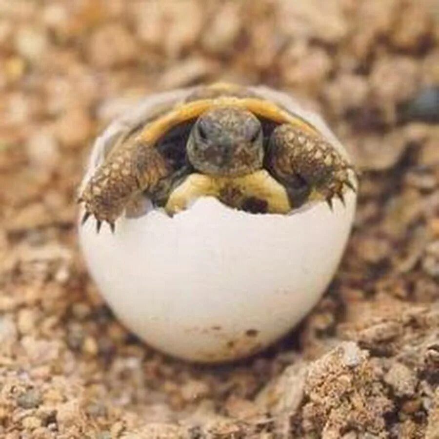 Среднеазиатская черепаха вылупление. Среднеазиатская черепаха откладывает яйца. Морские Черепашата вылупляются. Черепашьи яйца. Птица вылупляется из яйца