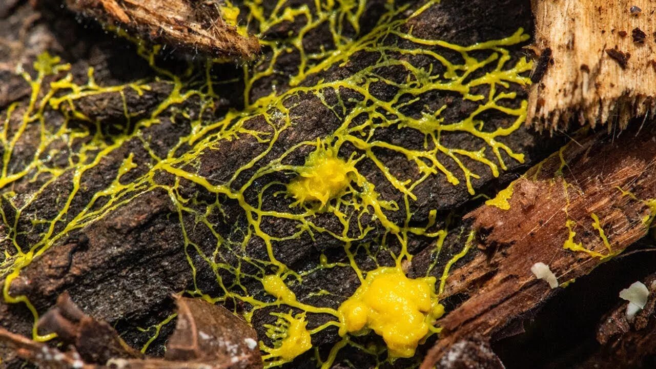 Слизевик Физарум. Гриб Physarum polycephalum. Гриб желтый слизевик. Физарум многоголовый. Большая плесень