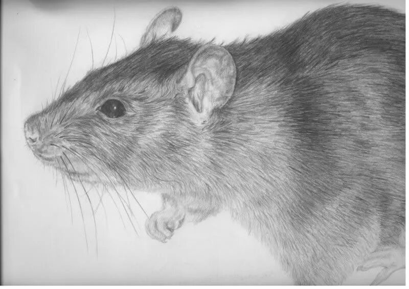 Мышь черно белая. Мышь скетч. Крыса карандашом. Крысиные уши референс. Крыса рисунок.