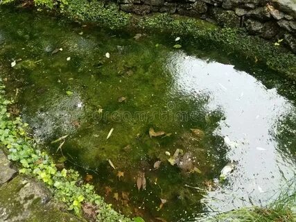 Пруд мутная вода