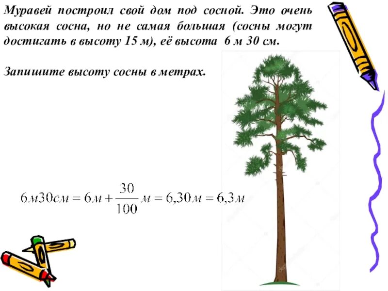 На рисунке 10 показано изменение высоты. Высота сосны. Высота сосны в метрах. Максимальная высота сосны в метрах. Сосна сколько метров в высоту.