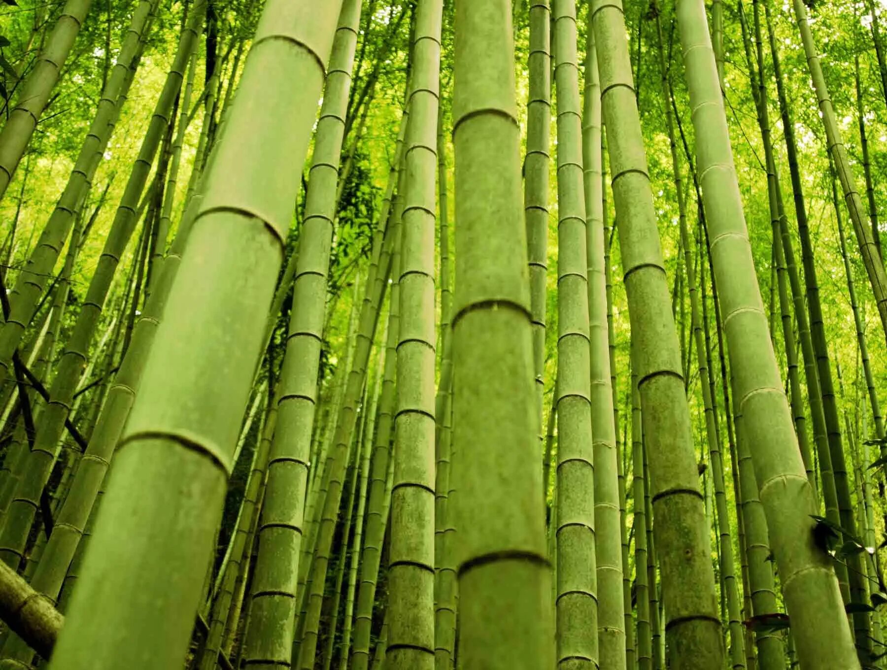 Бамбук в среднем вырастает. Лощина Хэйчжу. Лощина черного бамбука Китай. Хэйчжу, Китай. Бамбук Широшима.