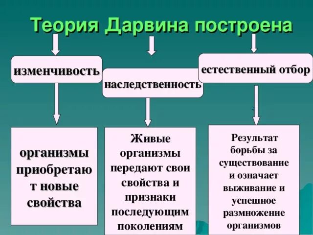 Теория дарвина движущие силы. Теория эволюции Дарвина. Наследственность по Дарвину. Теория Дарвина наследственная изменчивость. Ч Дарвин теория эволюции.