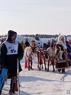 День оленевода 2024 тарко сале