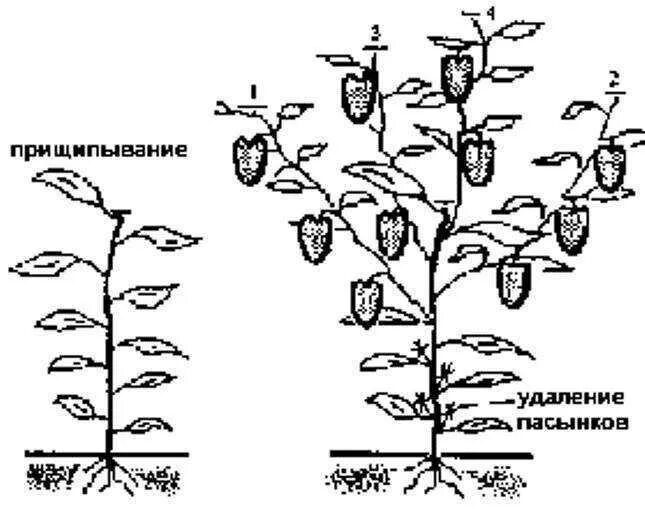 Нужно ли прищипывать перец. Пасынкование перцев в теплице. Пасынкование перцев в теплице схема. Перец формирование куста пасынкование. Пасынкование перцев в открытом грунте.