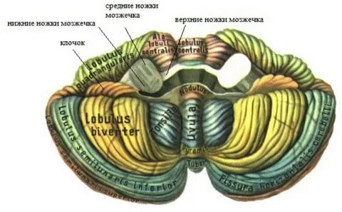 Нижняя мозжечковая ножка