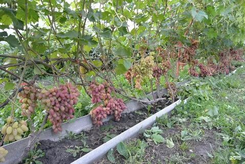 Виноград ульяновск