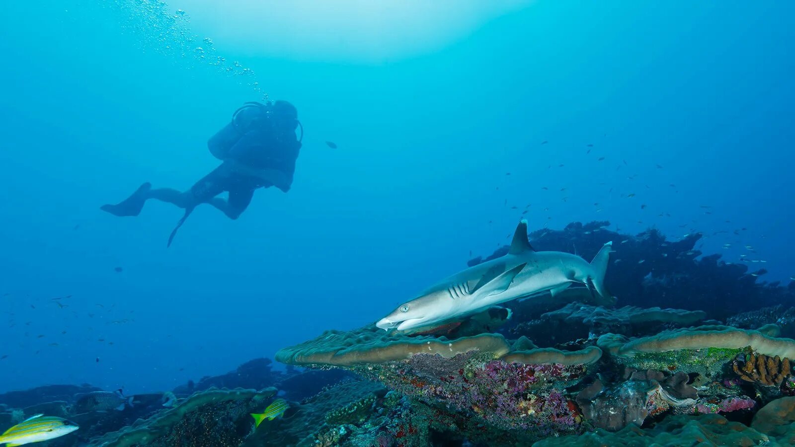 В каком океане акулы встречаются только летом. Хитаду Мальдивы дайвинг. Скуба дайвинг на Мальдивах. Ханифару Бэй Мальдивы. Дайвинг с акулами на Мальдивах.