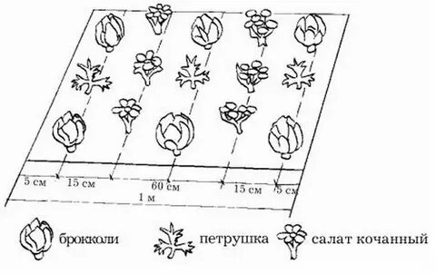 Посадка капусты в грунт расстояние