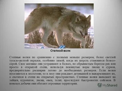 Сообщение о волке