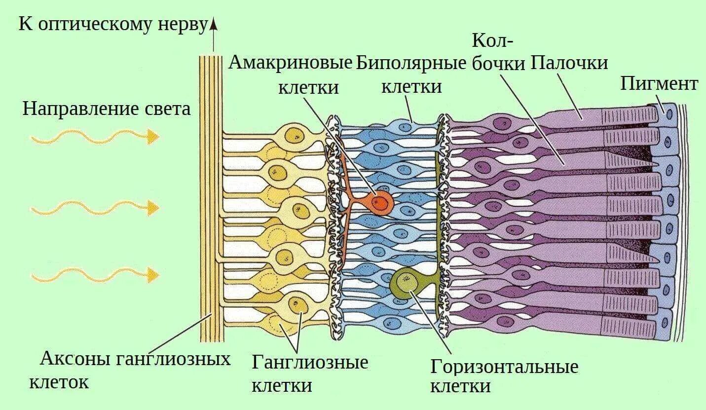 Функции оболочки глаза сетчатка. Строение сетчатки анатомия. Строение сетчатки глаза человека схема. Строение клеток сетчатки. Строение сетчатки глаза слои.