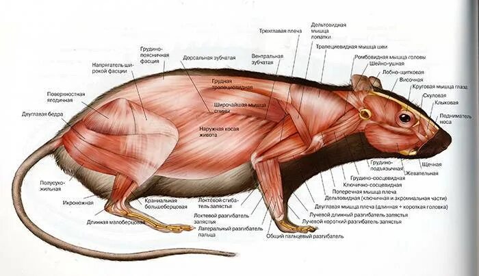 Анатомия крысы мышцы. Строение органов морской свинки. Строение скелета морской свинки. Анатомия крысы внутреннее строение. Строение хомяка