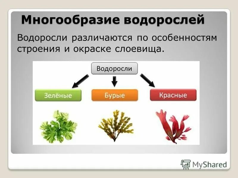 Разнообразие водорослей биология