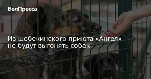 Ангел приют спб