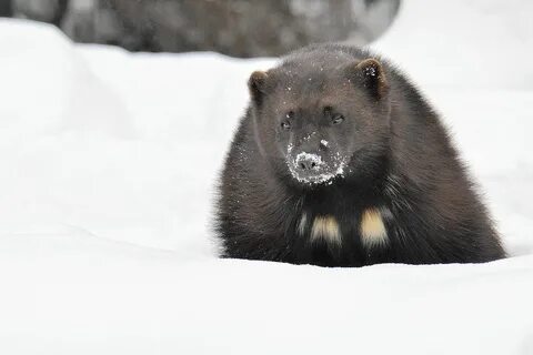 Животные мурманска