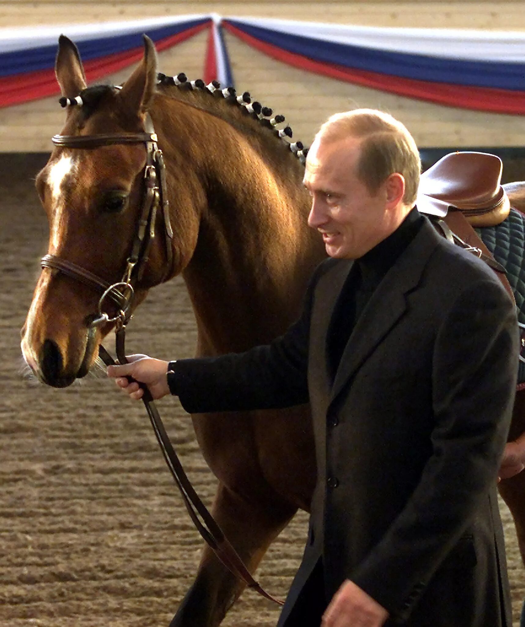 Лошадь председателем. Лошадь путина.