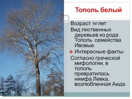 Белые тополя рассказ