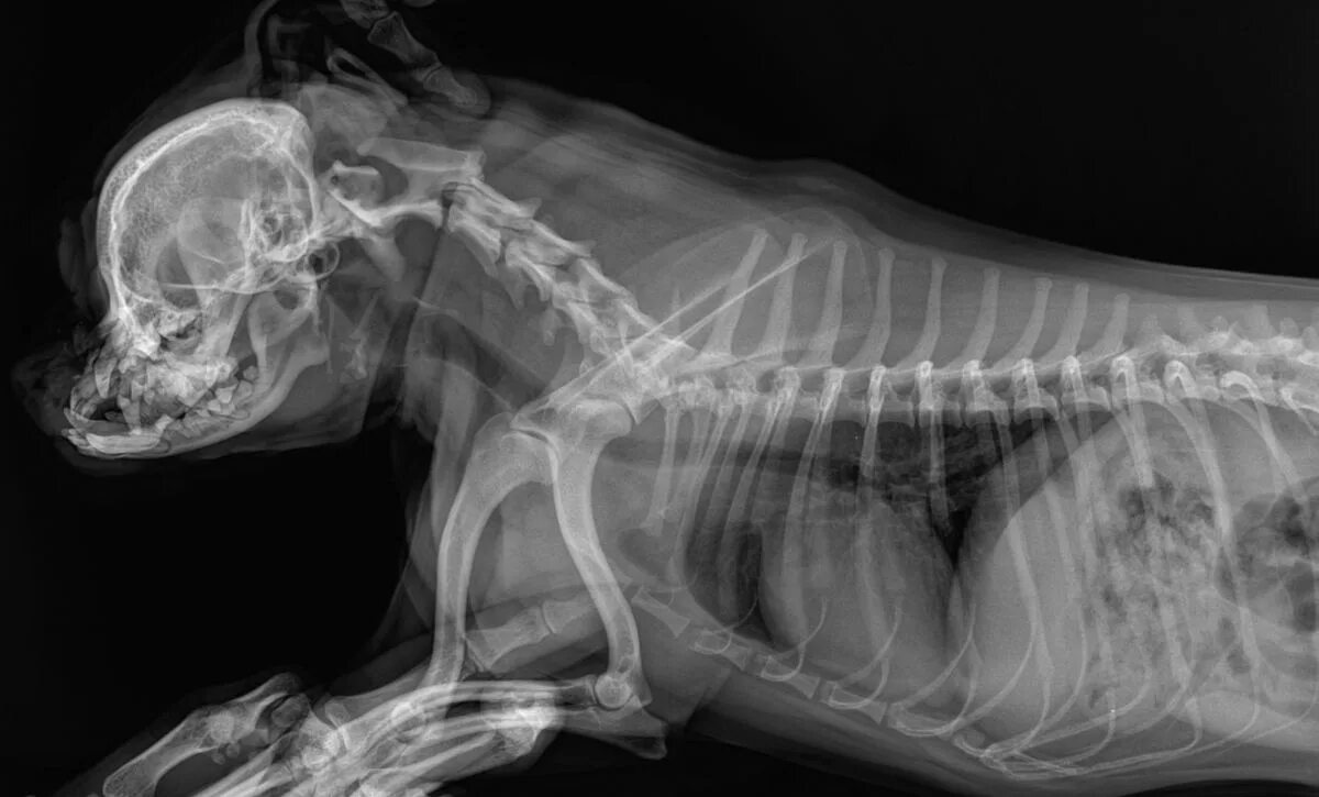 What You Need to Know About Dog Teeth Removal - PatchPuppy.com