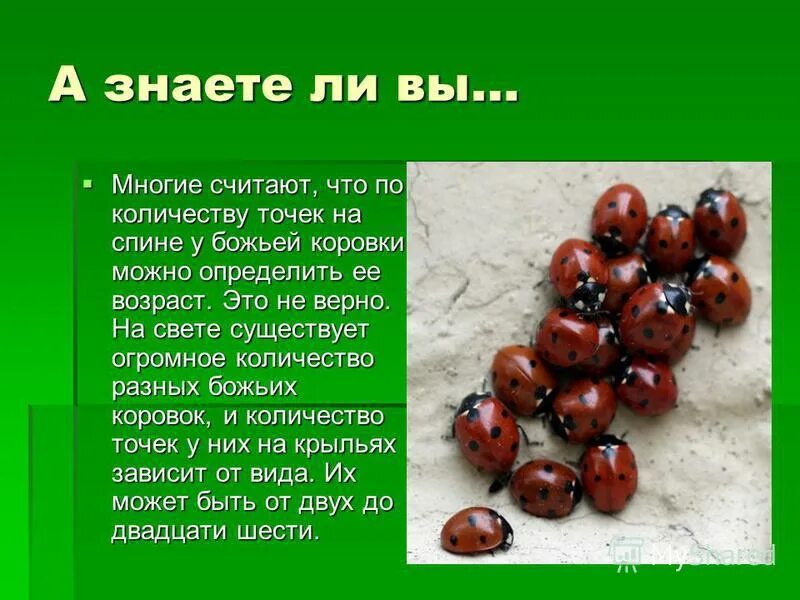 Что означают точки у божьей коровки. Божьи коровки. Возраст божьей коровки по точкам. Божья коровка для презентации. Строение божьей коровки.