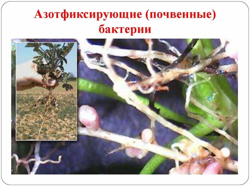 Rhizobium leguminosarum. Клубеньки на корнях. Азота фиксирующие бактерии названия. Азотфиксирующие бактерии в почве. Азотфиксирующие клубеньки бобовых.