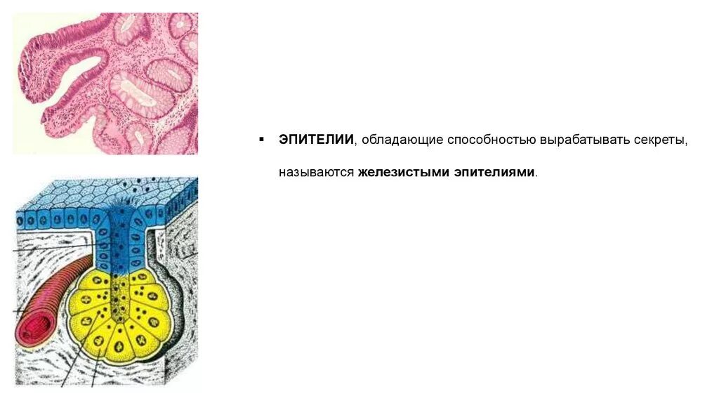 Железистые клетки печени. Строение железистой ткани. Железистый эпителий вырабатывает секрет. Железистая ткань биология. Железистый эпителий функции.